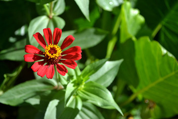 red and yellow flower blooming in the sun