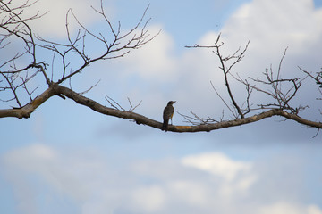 robin balanced on branch of tree