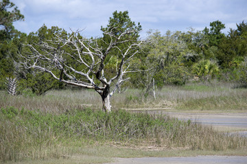 dead tree in desert field