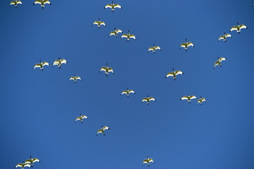 tons of birds flying overhead in the bright blue sky