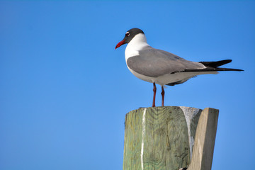 Black headed gull near the shore with a nice vantage point.