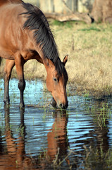 Bay coloured horse drinking and pawing water with reflection in watering hole.