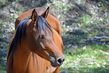 Bay colored horse in profile with copy space