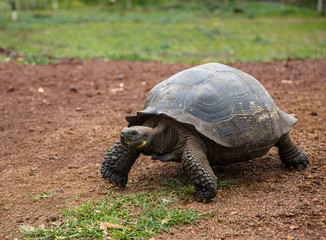 Galapagos Turtle #4