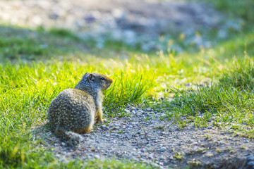 gopher stand on the glass field on sunny day.