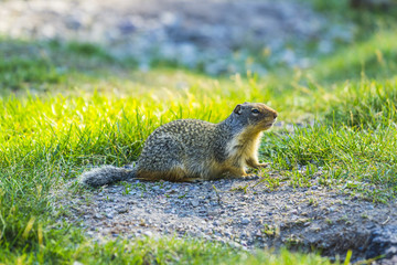 gopher stand on the glass field on sunny day.