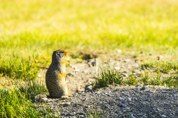 gopher stand on the glass field on sunny day.
