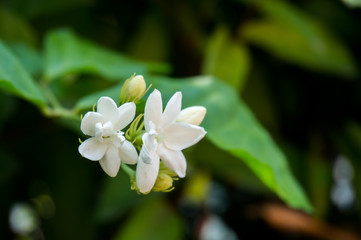 white jasmine flower in green background
