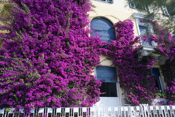 bougainvillea in Santa Margherita