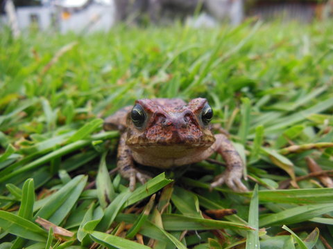 Sapo tranquilamente parado na grama do jardim