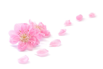 Obraz na płótnie Canvas Japanese peach flower and petals on white background