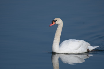 Fototapeta na wymiar Mute Swan on A Pond 