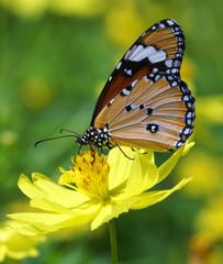 butterfly and yellow flower