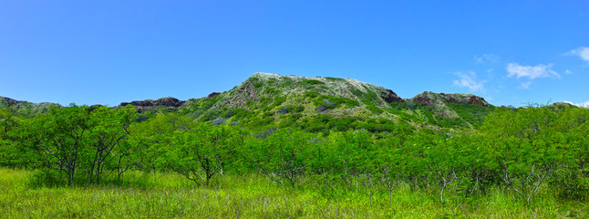 Fototapeta premium 南国の草原（パノラマ） 