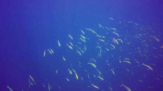 Coral reef and fish underwater in ocean. Similan Islands, Thailand