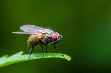 Drosophila Fruit Fly Diptera Insect on Green Grass