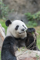 Naklejka premium Giant panda bear eating bamboo leaf