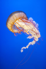 Naklejka premium Orange jellyfish (Chrysaora fuscescens or Pacific sea nettle) in blue ocean water