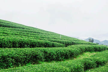Fototapeta na wymiar Tea plantation with white sky.