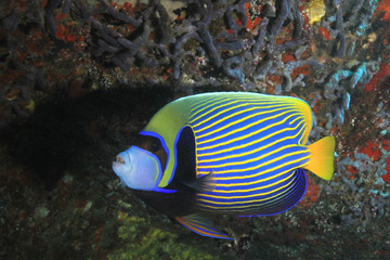 Fototapeta na wymiar Emperor Angelfish fish