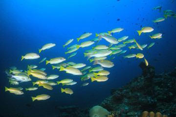 Fototapeta na wymiar Underwater coral reef and fish