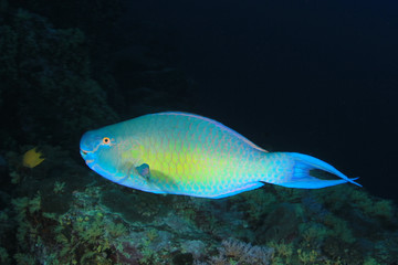 Parrotfish fish