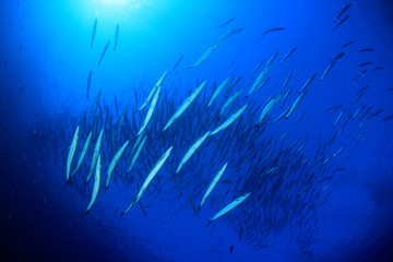 Chevron Barracuda fish 