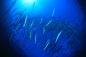 Fototapeta na wymiar Chevron Barracuda fish 