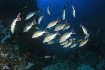 Fototapeta na wymiar Coral reef and fish underwater in ocean