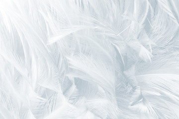 Beautiful Baby blue colors tone feather texture background 