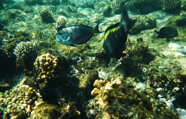 coral reef and fish underwater