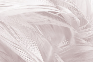 Fototapeta na wymiar Beautiful white-brown feather texture background