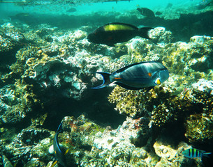 coral reef and fish underwater