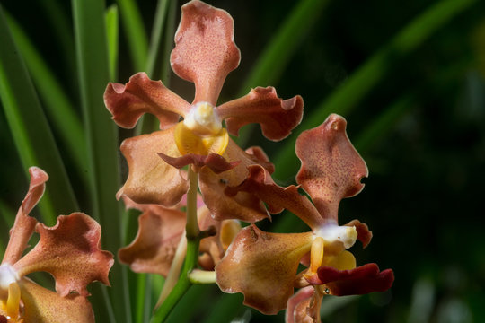 Udon Sunshine Orchid : Fragrance Orchid of Thailand  Codariocalyx motorius ohashi leguminosae