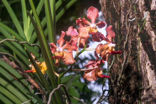 Fragrance Udon Sunshine Orchid 