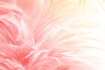 Fotobehang Mooie rood-roze kleuren toon veer met oranje lichte textuur achtergrond, trends kleur © nadtytok28