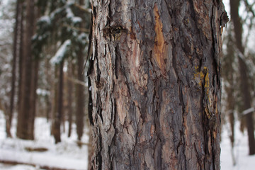 red pine bark