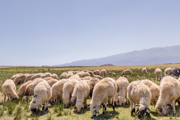 Fototapeta premium Flock of sheep grazing in meadow with mountains