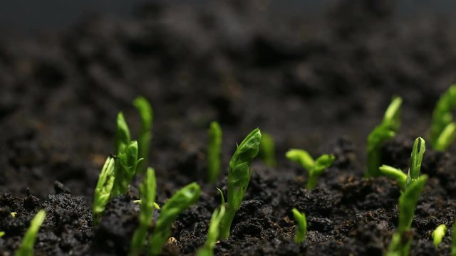 Growing Pea Bean Seeds Agriculture Timelapse