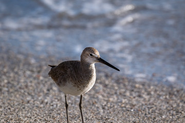 Willet