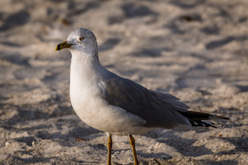 Seagull