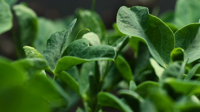 Growing Pea Bean Seeds Agriculture Timelapse