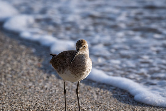 Willet