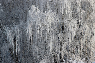 Leaves of a birch tree in hoar frost