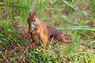 Squirrel in the grass