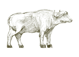 Illustration of buffalo