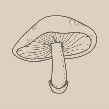 Illustration of mushroom