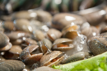 many oysters on street shop close up blurred