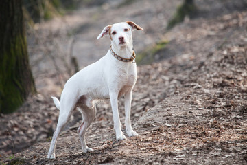 Fototapeta premium Hund