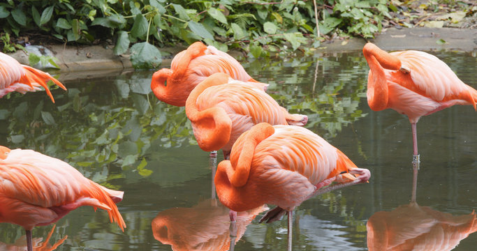 Pink Flamingo in pond